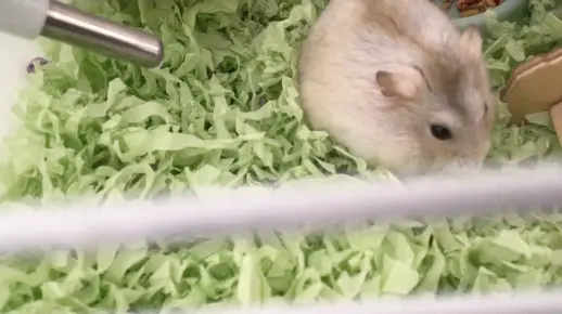 我家小仓鼠的第一条视频