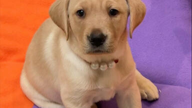 简单介绍一下我家狗