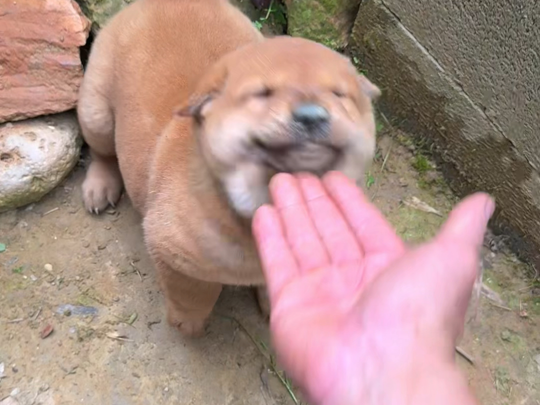一摸就爆小胖墩