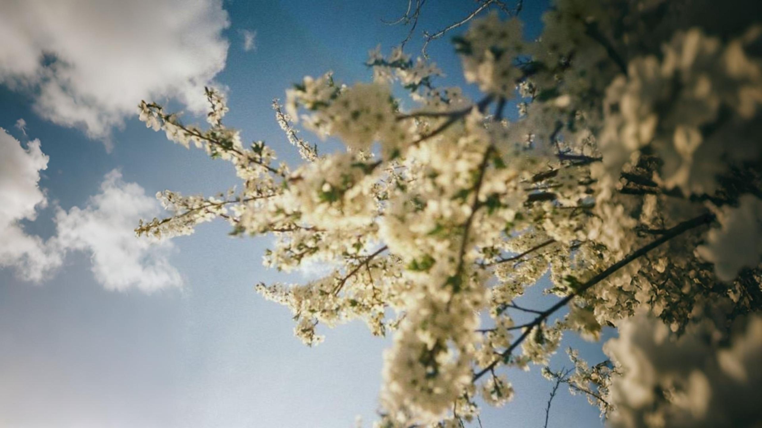 「乌克兰后朋」Луги 草地 - SadSvit （悲伤世界）