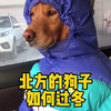 冬天来了，来看看北方的狗子是如何过冬的，哈哈哈笑不活了！ #冻成狗了 #狗狗 #北方冬天