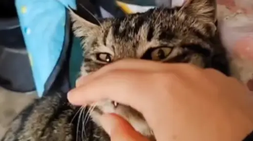 小狸子又来要撸撸啦