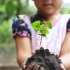 【空镜头】 幼苗儿童植物 视频素材分享