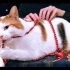 【ASMR】锁骨女神 猫咪咕噜声＆玩耍 圣诞节篇