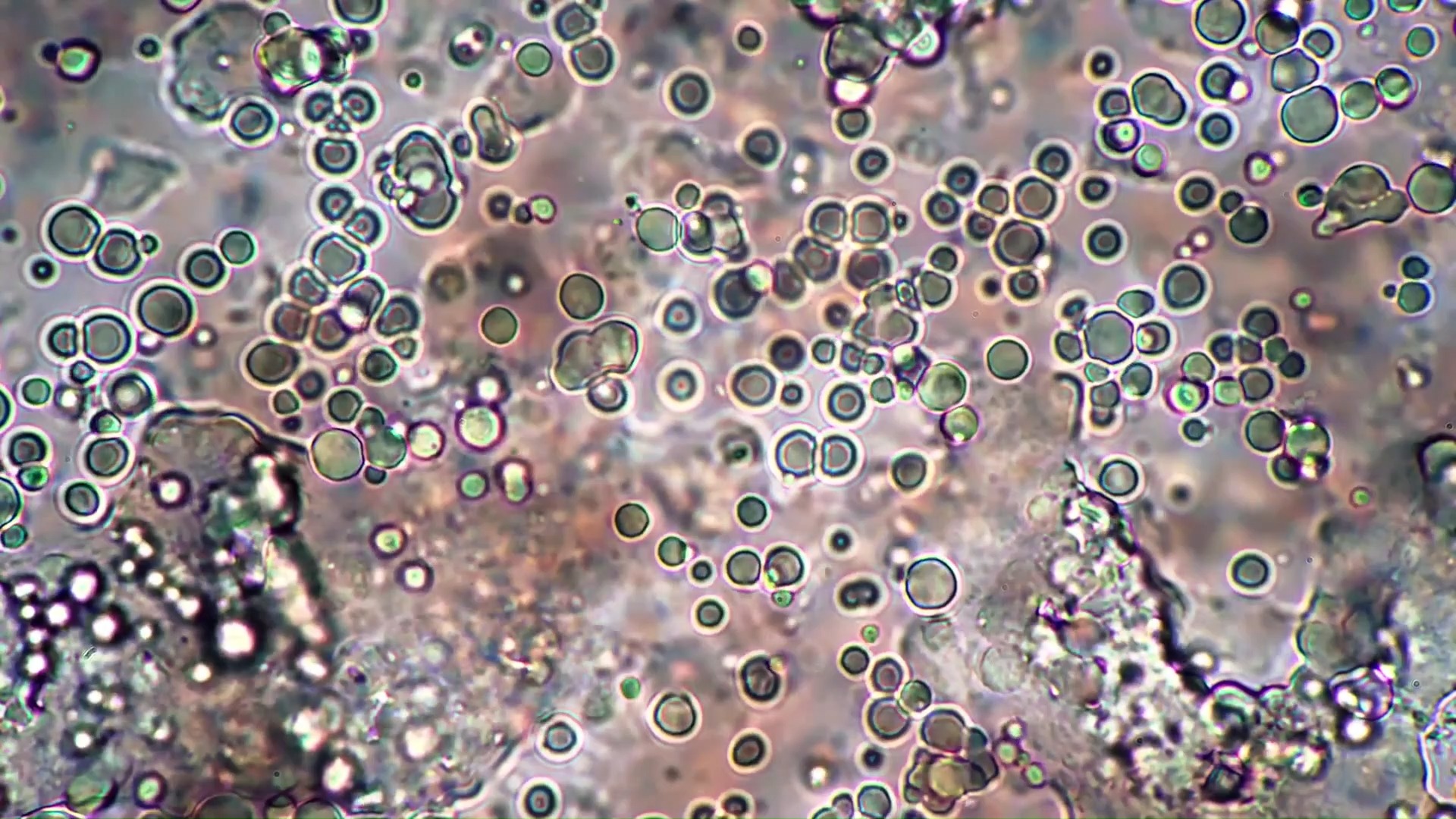 【空镜素材】细胞细菌