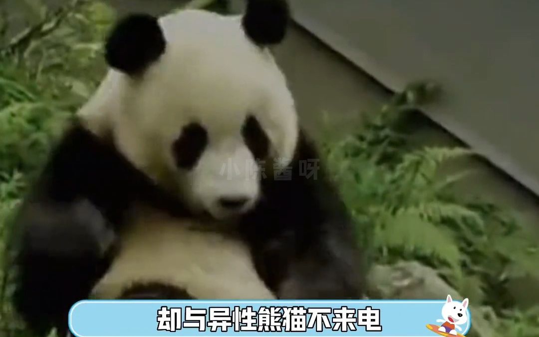 熊猫界的爱情故事居然也是相当炸裂！