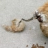 小区发现一只受伤流浪猫，尾巴根处被它舔的血淋淋。