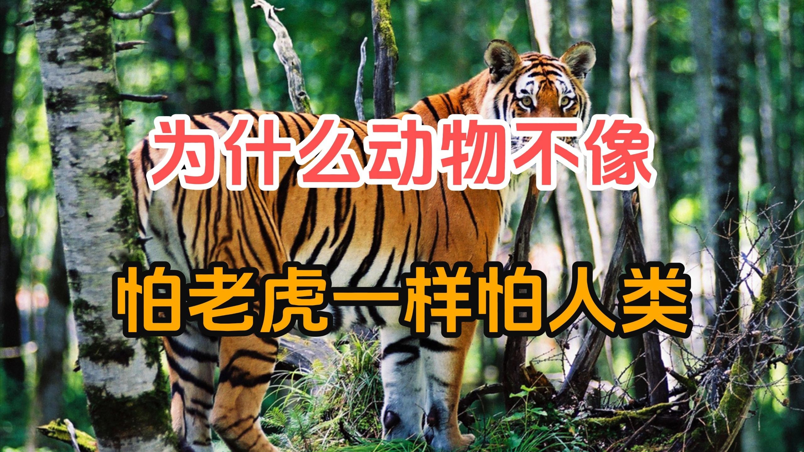 明明人类统治地球都几十万年了，为什么动物们还没进化出看到人跟看到老虎一样害怕？