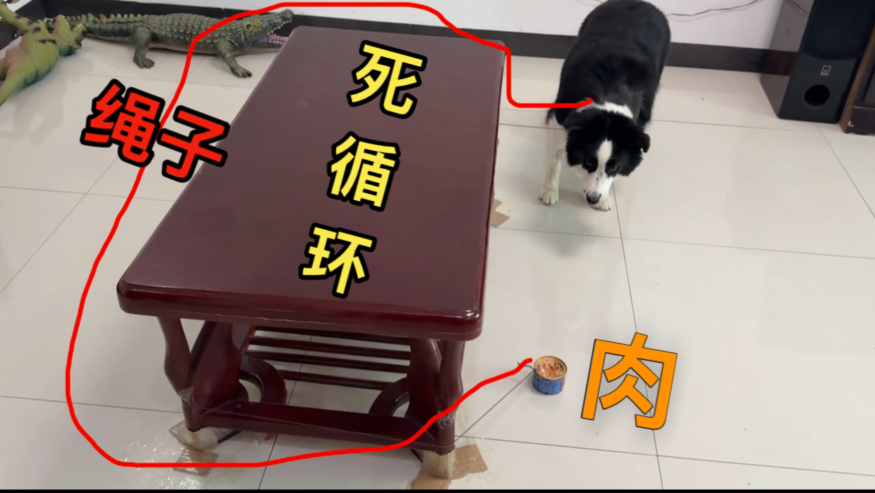同样是玩死循环游戏，边牧是边牧，二哈是二哈！