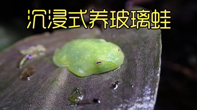 沉浸式养玻璃蛙，给睡不醒的玻璃蛙打造雨林世界，太可爱太好玩了