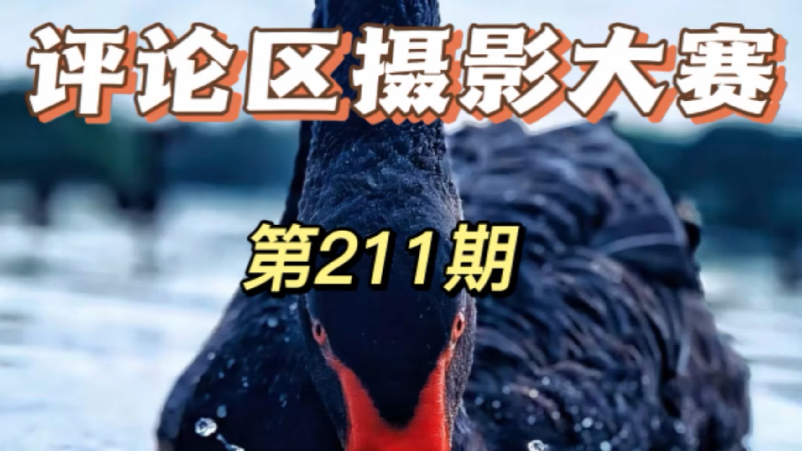 评论区摄影大赛新一期锐评篇开启，欢迎投稿玻璃心慎重。