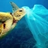 海洋污染日益严重，死去的动物胃里全是塑料垃圾，高分残酷纪录片