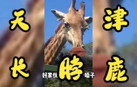 【天津长脖鹿】别 对 天 津 长 脖 鹿 大 喊 大 叫