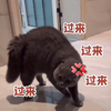 “会说话的猫咪