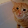 老吴猫原视频