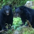 【阿拉斯加】美洲黑熊一家的幸福生活 2021.2.13