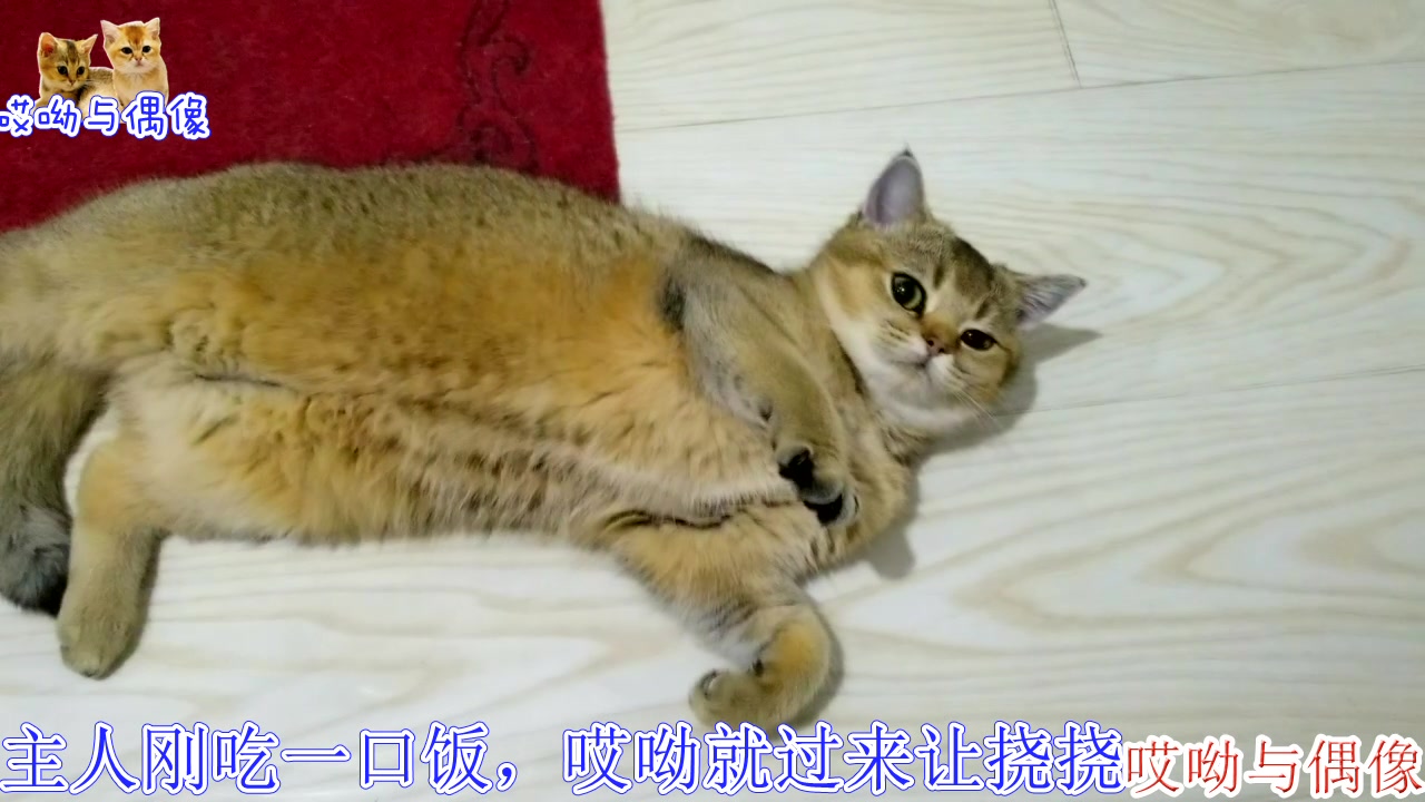 哎呦与偶像