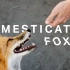 【Verge科学】见识一下世界上首只家养狐狸