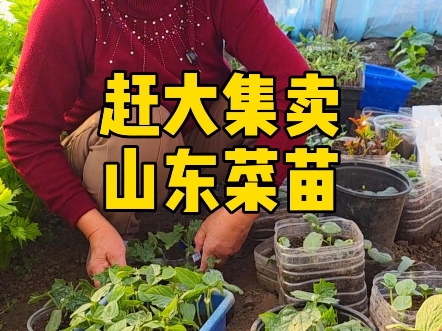 爹娘赶美国大集卖山东菜苗，南瓜丝瓜黄瓜…豆橛子卖的最好