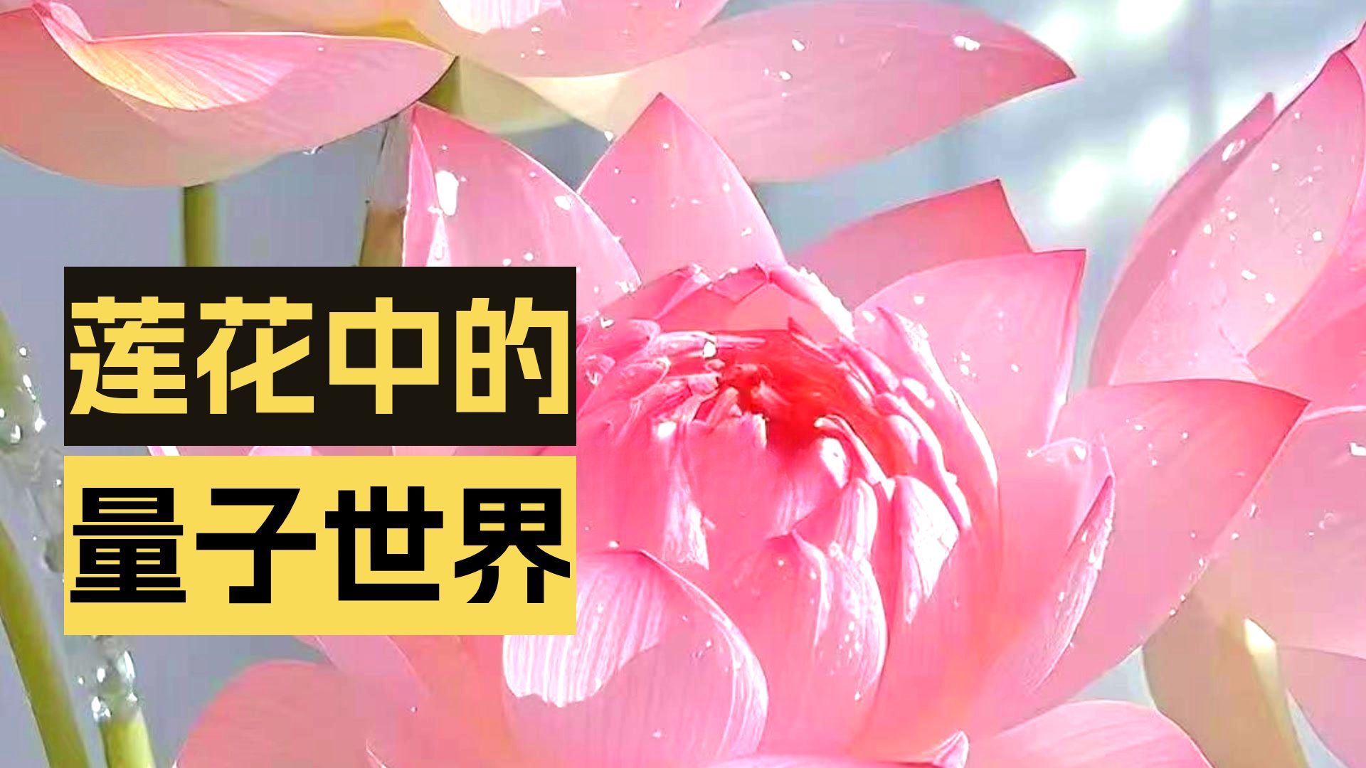 体佛法师开示：莲合莲开