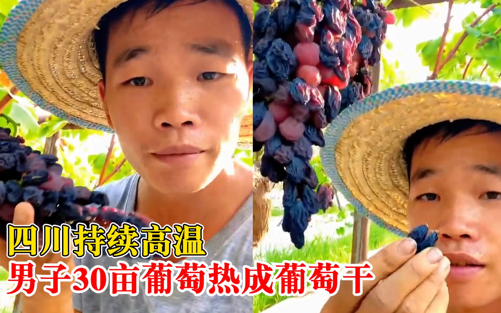 四川高温农户30亩葡萄热成干：没遇到过，损失大概30多万元