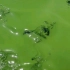 江苏无锡太湖蓝藻爆发，看看“绿水”啥样。