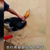 盔犀鸟是如何一步步，被人类灭绝的？人类真是利益至上的动物吗？ #盔犀鸟 #动物科普 #涨见识 #涨知识 #奇闻异事 #科普知识 #冷知识 #知识创作人 #知识分