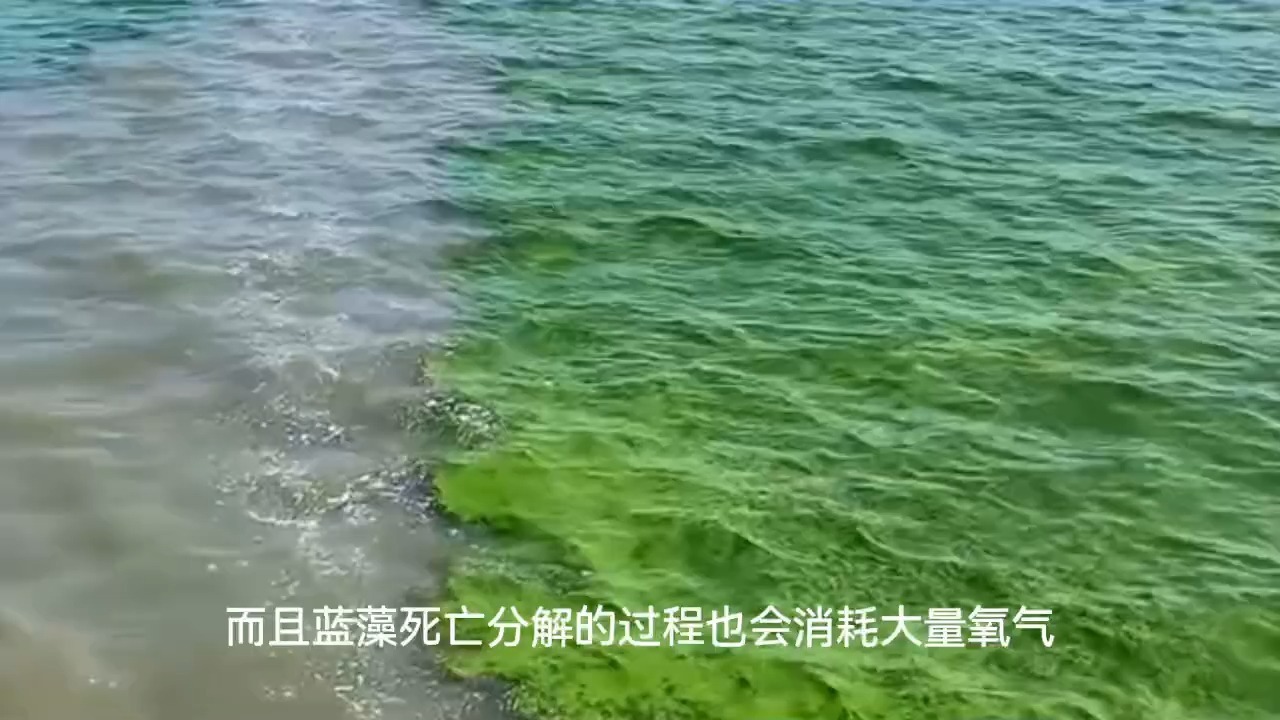 水体的富营养化