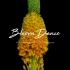 延时拍摄的50种花卉Bloom Dance : HDR 4K Flower Timelapse （50種類の花の開花映像