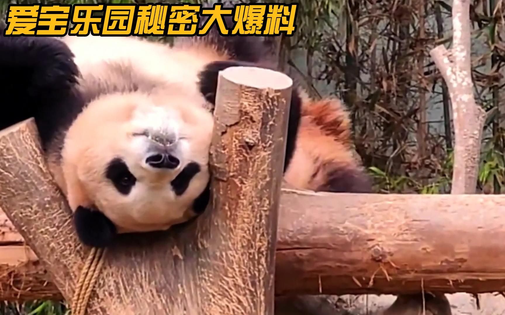 爱宝乐园声讨大会，除了熊猫馆欢天喜地，其他馆都怨声载道。