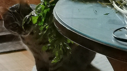 This celery tastes good.