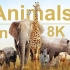 【8K超清】ULTRA HDR 超高清动物世界纪录视频