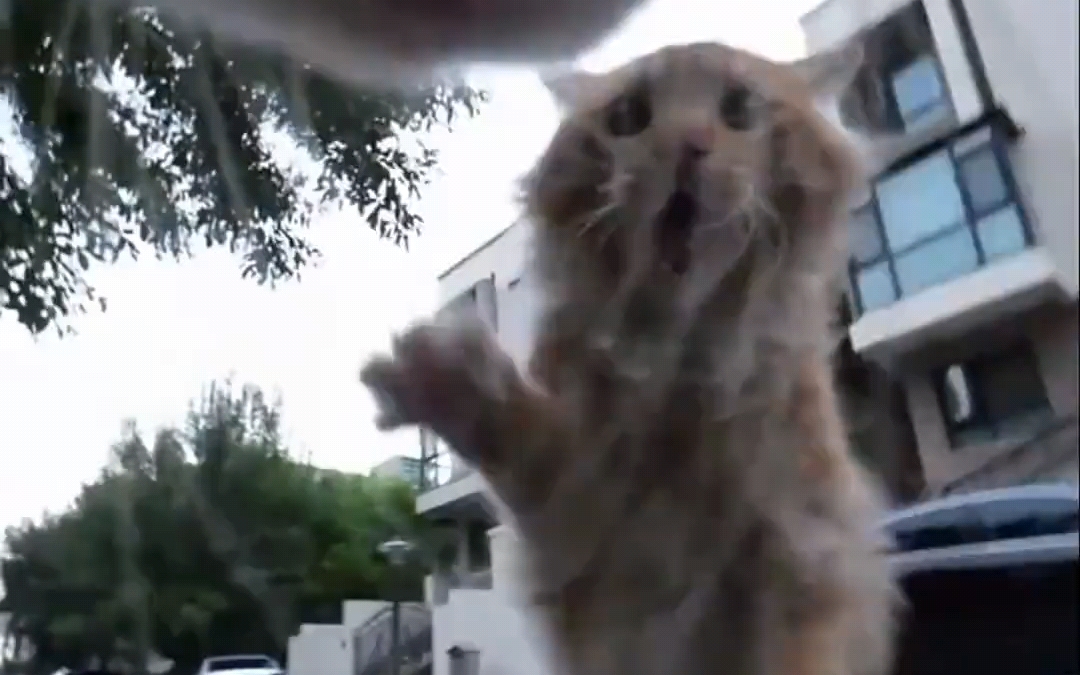 哦～哇袄！哦～哇嗷～哇嗷～哇嗷～哇嗷～哇嗷哇嗷