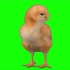 绿幕视频素材小鸡