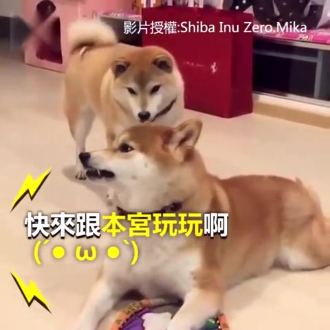 柴犬:敢挑衅我?叫你嘚瑟!