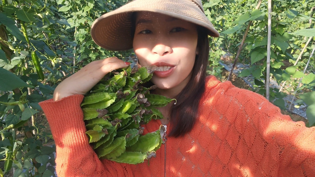 海南特产四棱豆又称四角豆，今年又是烂大街的价格，农民想靠它赚钱难咯