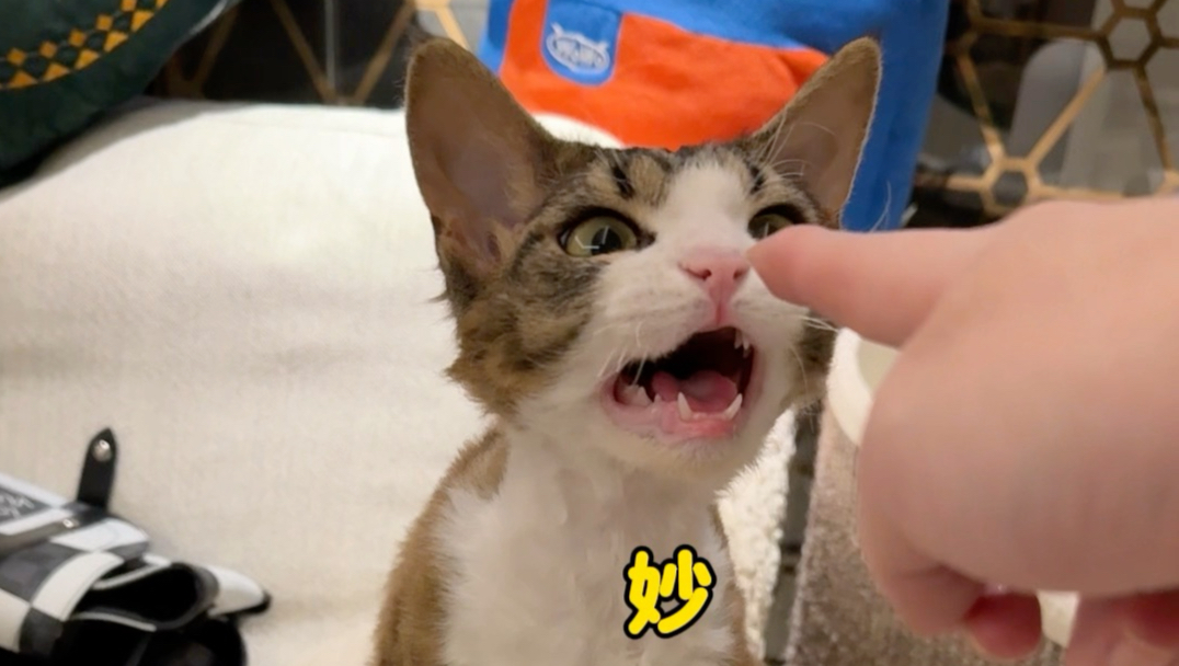 初五迎财神啦！祝大家马上有钱！谢谢小猫！接接接～
