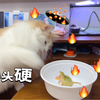 养了一年多的青蛙，第一次听到它叫声，竟然还是被我家猫气的