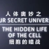 【纪录片】《人体的奥秘之细胞的暗战》-双语字幕