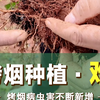 种烟不易