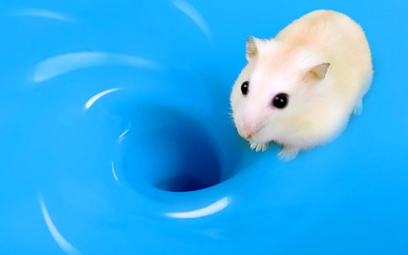 小仓鼠历险记：惊人的泳池探险之旅，游泳健将小鼠能挑战成功吗？