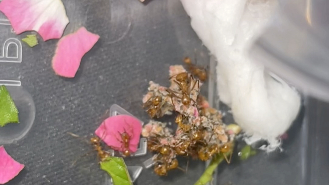 社会性昆虫的集大成者：美洲切叶蚁属和顶切叶蚁属