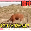 【东爱璃】看隆中对话《牛科为什么这么乱。都是羚羊在捣蛋》，正经动物科普