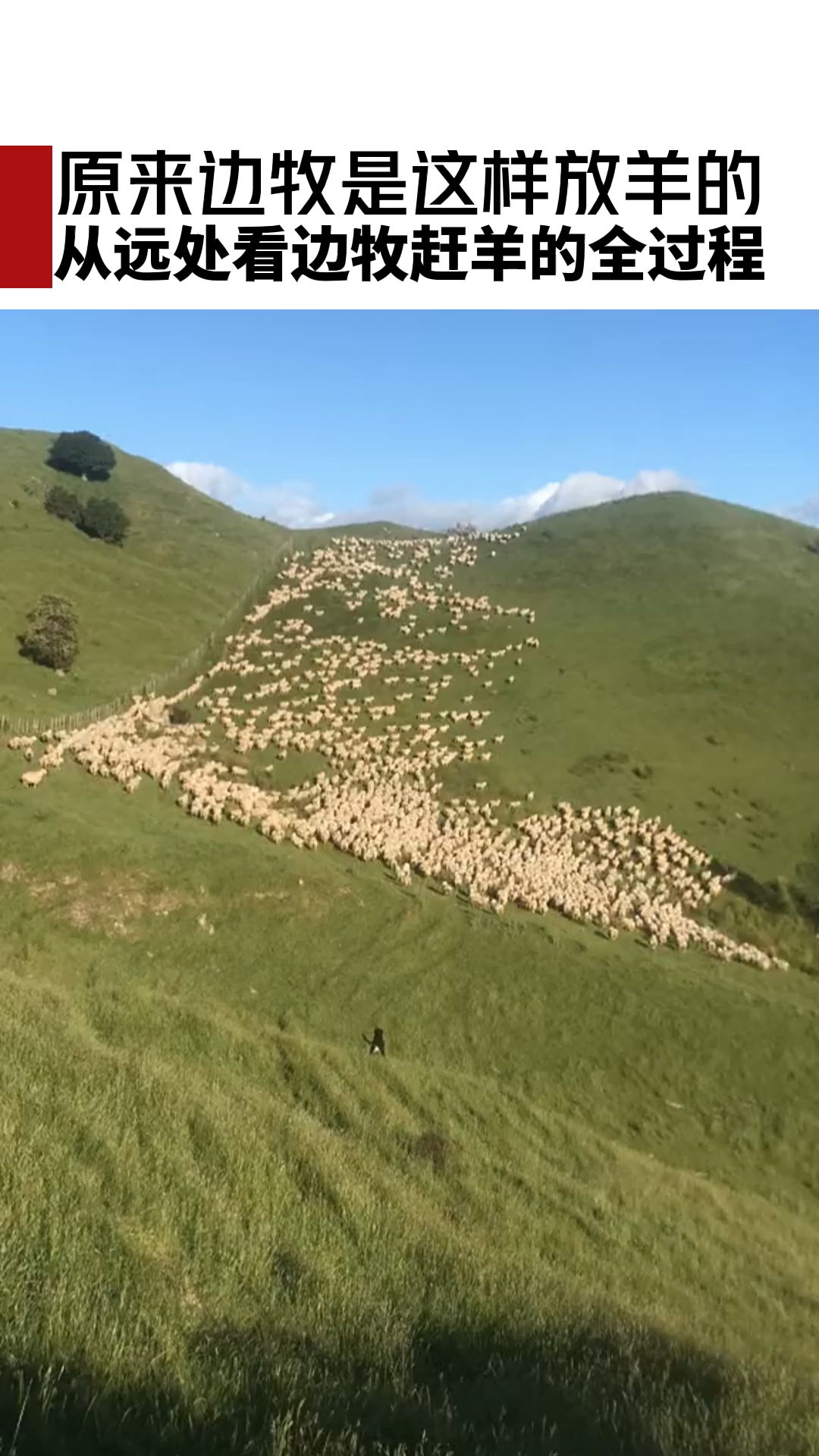 原来边牧是这样放羊的，从远处看边牧赶羊的全过程