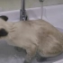 【猫咪迷惑行为大赏】享受式洗澡～