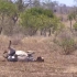 怀孕斑马难产，一群秃鹫亲自操刀“手术”，直接掏空斑马肚子！