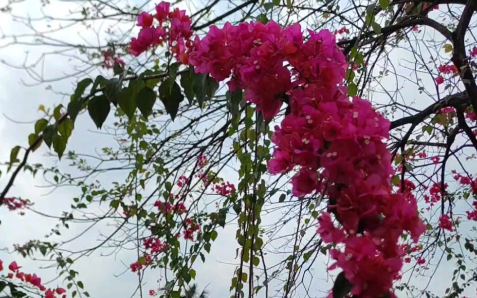 春日踏青赏花，跟随镜头，感受大自然的温柔拥抱！
