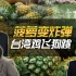 司马南脱口秀：菠萝变炸弹，台湾鸡飞狗跳