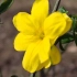 明黄色的迎春花