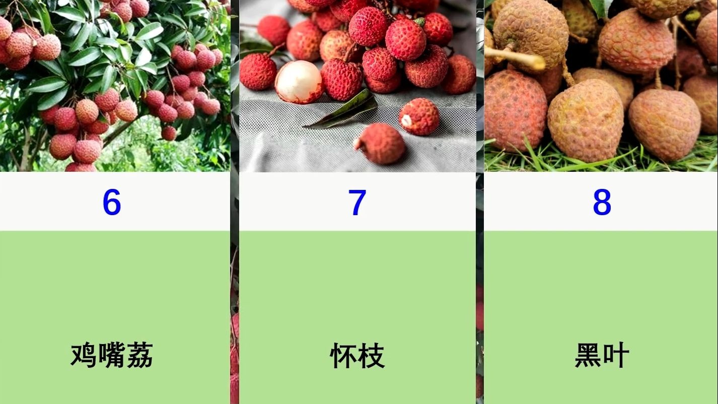 常见荔枝品种大全
